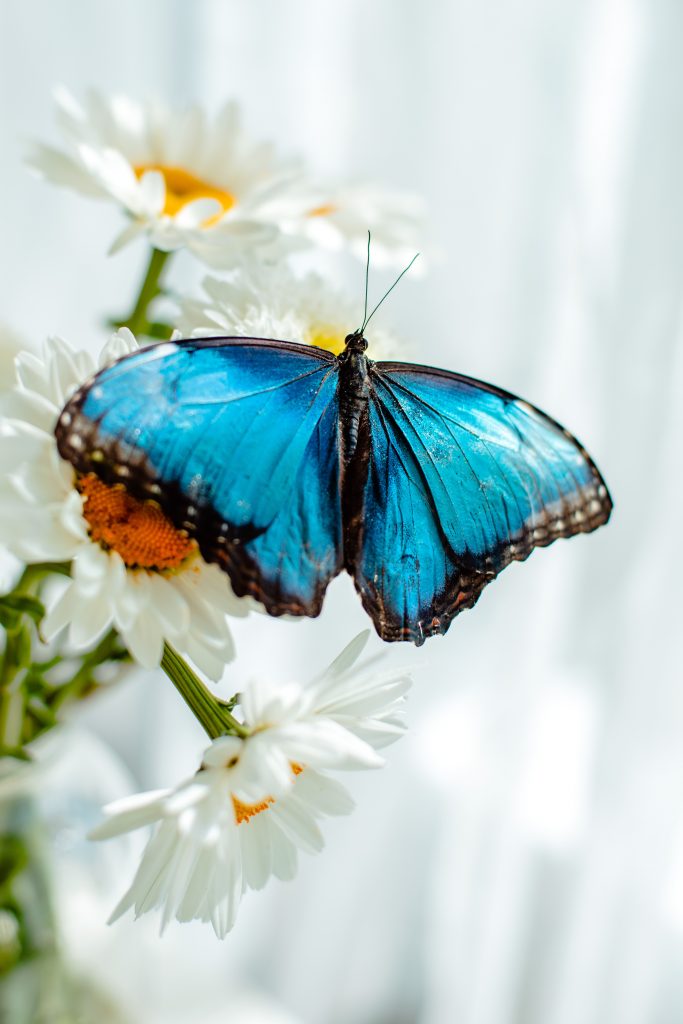 Blauer Schmetterling als Zeichen für Unbeschwertheit